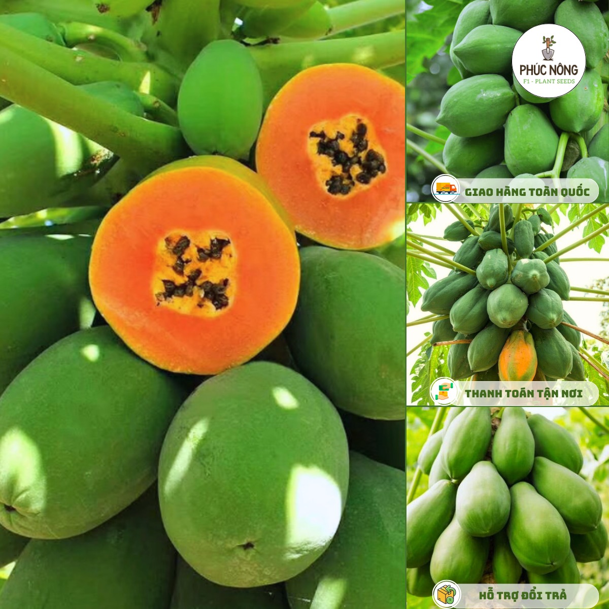 Tìm hiểu hạt giống cây đu đủ