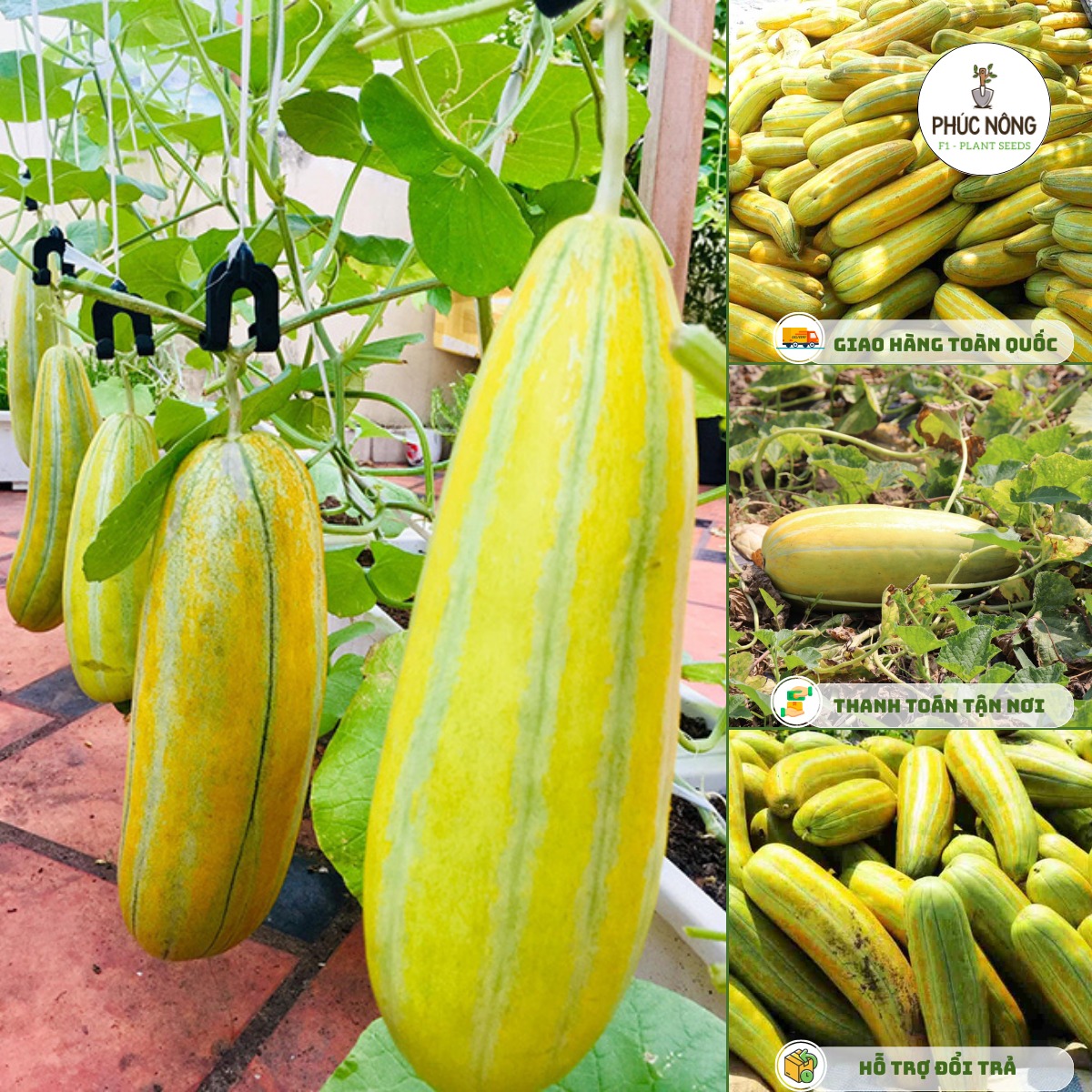 Tìm hiểu về hạt giống dưa gang