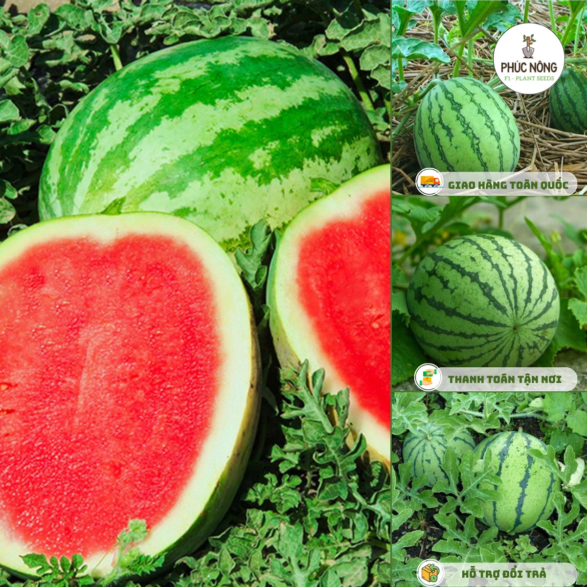 Hạt giống Dưa hấu rất dễ trồng