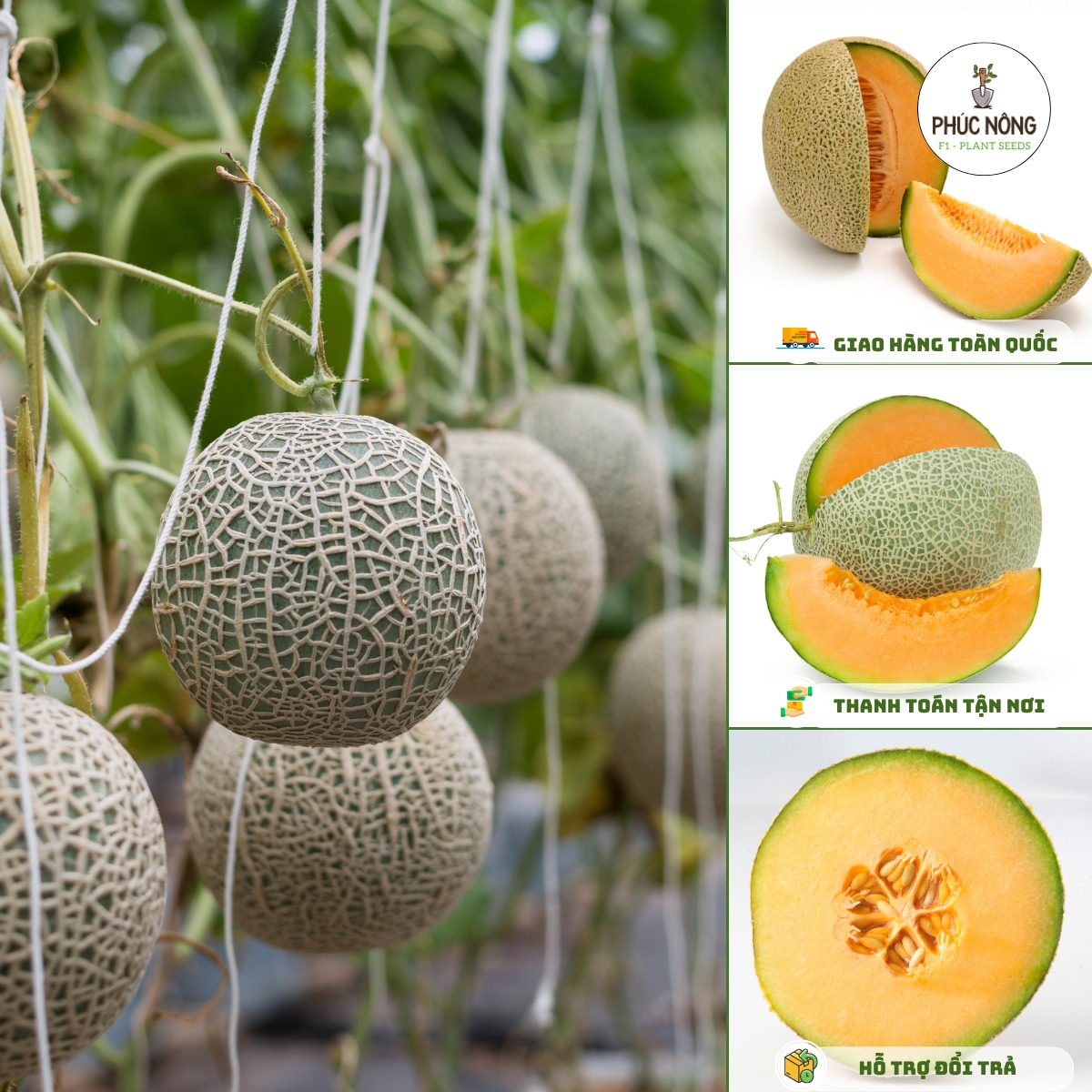 Hạt giống dưa lưới rất được nông dân Việt Nam ưa chuộng