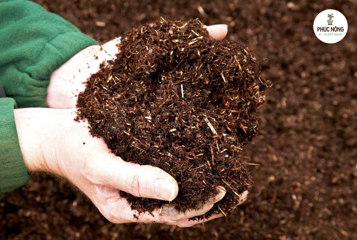 Bón phân cho rau đay xanh bằng phân hữu cơ