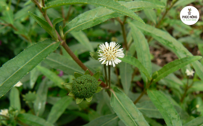 Cây cỏ mực có tác dụng gì? 