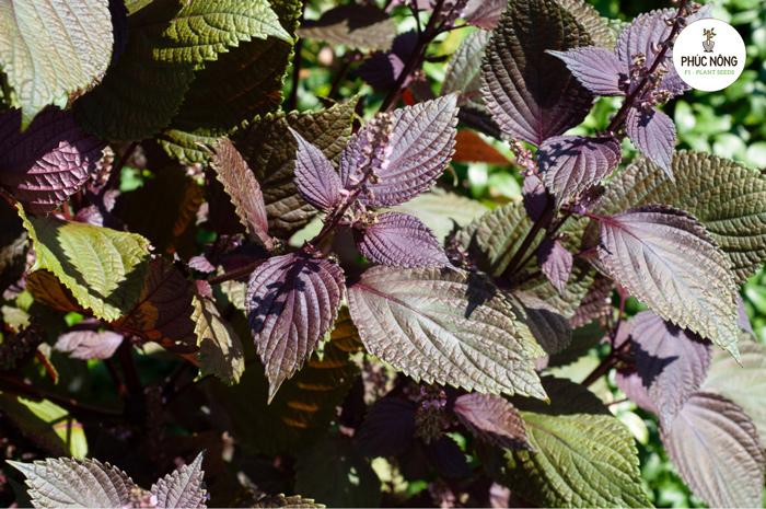 Công dụng và lợi ích của lá rau tía tô