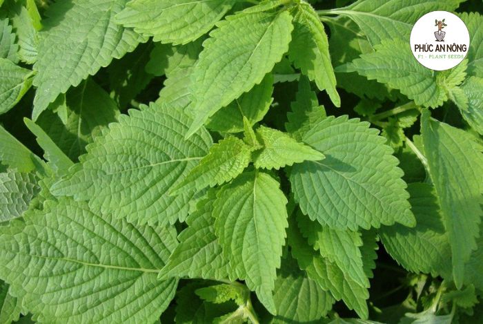 Các lợi ích của rau kinh giới đối với sức khoẻ con người