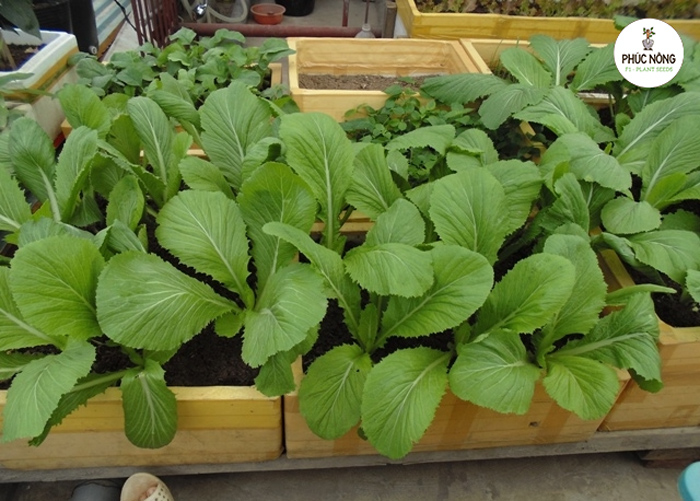 Công dụng của rau cải xanh (cải cay)