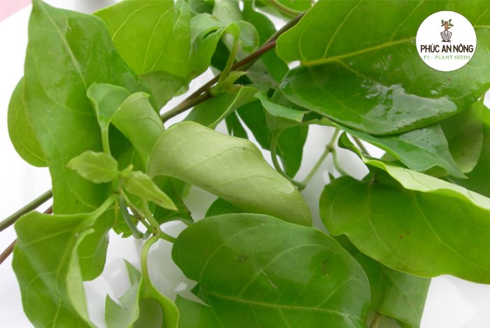 Cách chăm sóc cây lá giang trồng từ hạt giống