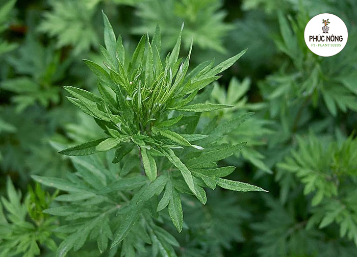 Cách chăm sóc hạt giống cây ngải cứu đúng kỹ thuật