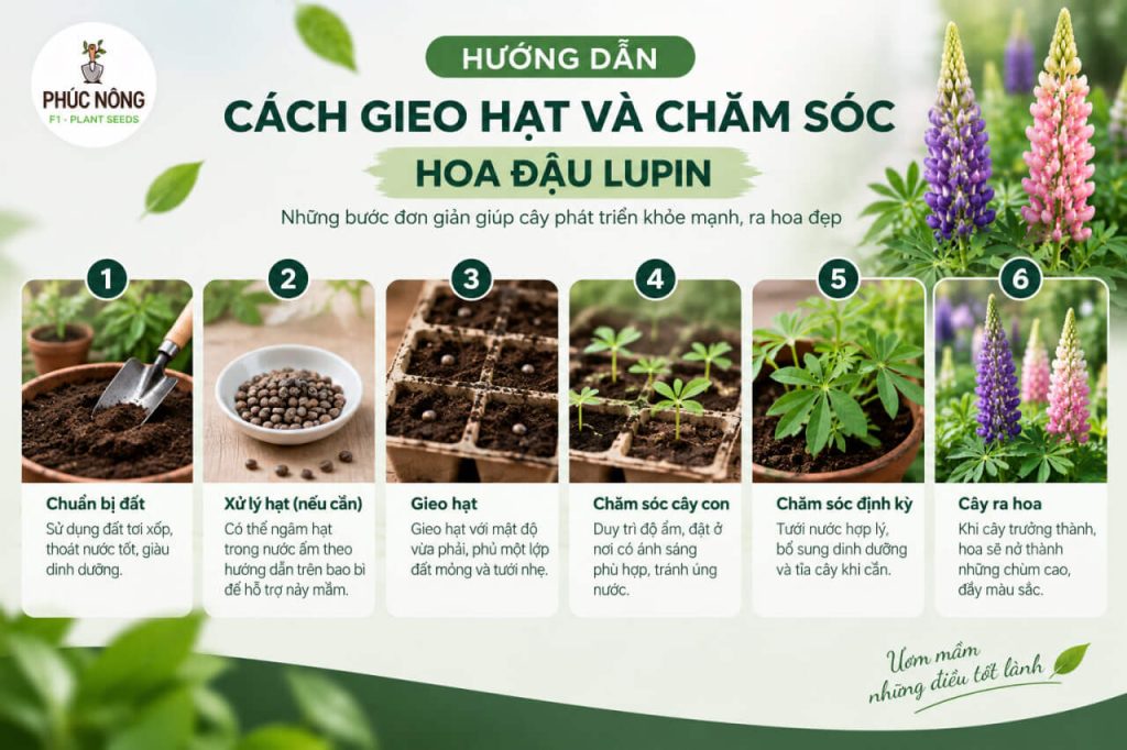 cách gieo trồng và chăm sóc hạt giống hoa đậu lupin