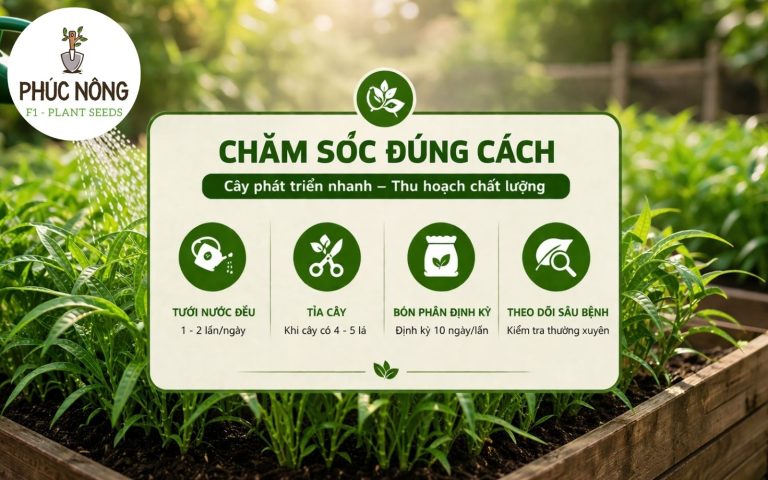 Cách chăm sóc rau muống sau gieo