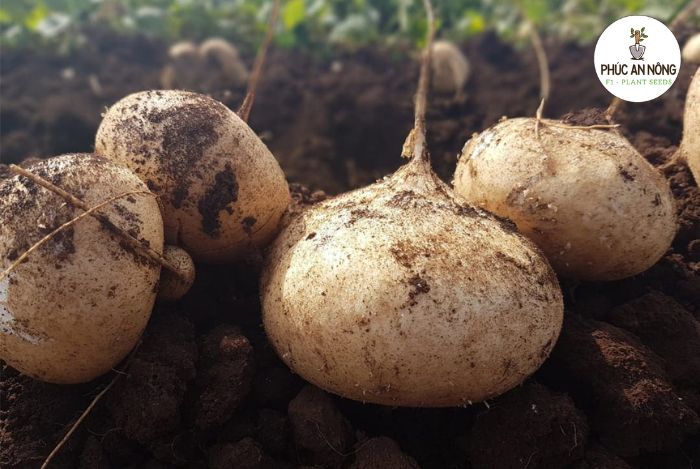 Cách gieo trồng cây củ đậu bằng hạt giống