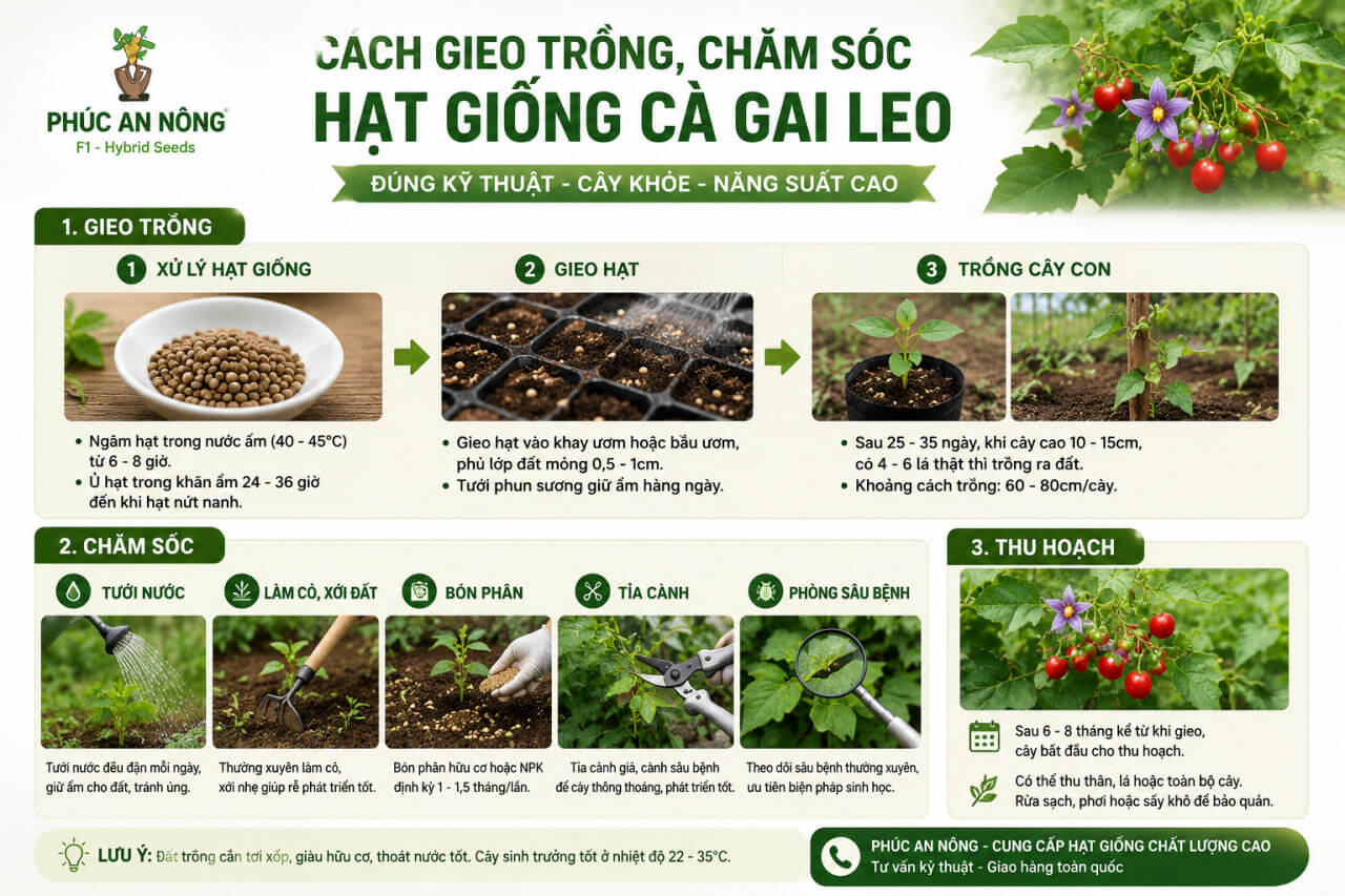 Hướng dẫn gieo trồng, chăm sóc và thu hoạch hạt giống cà gai leo đúng kỹ thuật