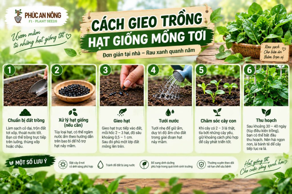 Cách gieo trồng hạt giống mồng tơi đúng kỹ thuật