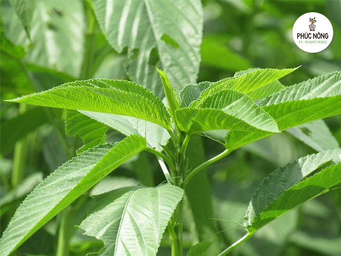 Cách gieo trồng hạt giống rau đay xanh đúng kỹ thuật