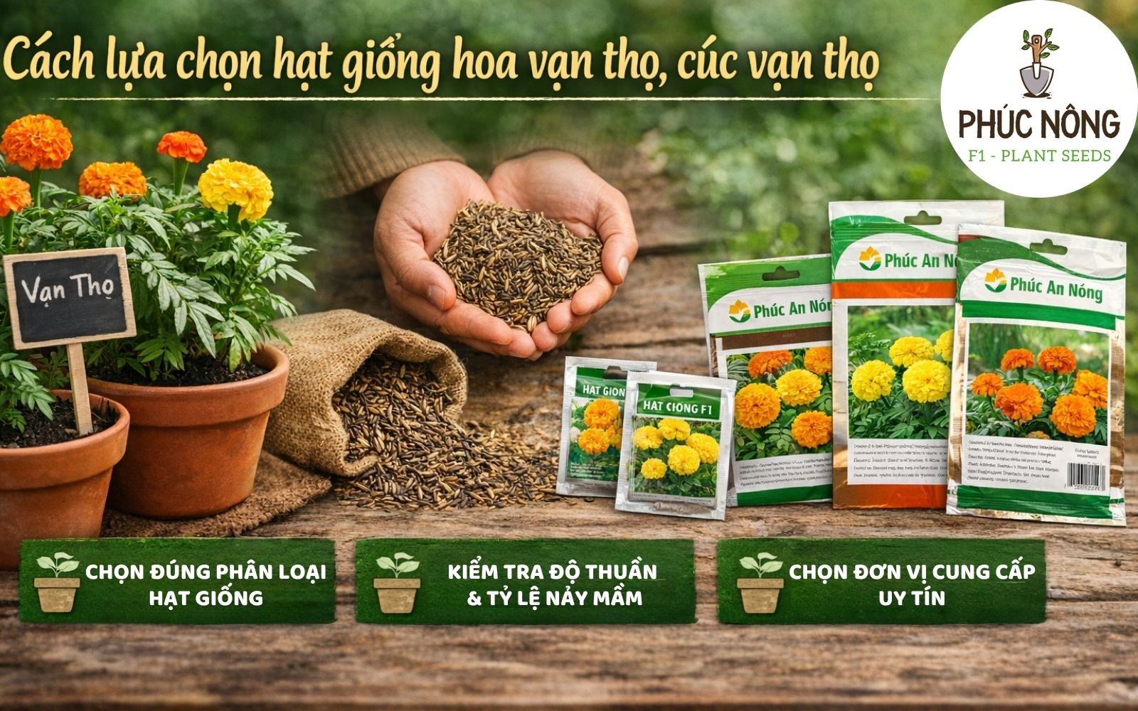 Khâu lựa chọn hạt giống vạn thọ chất lượng rất quan trọng vì nó quyết định phần lớn năng suất thu hoạch