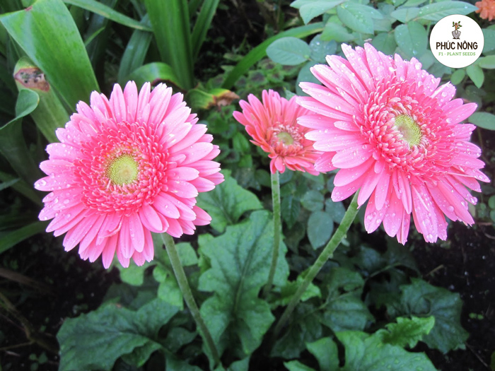 Cách nhân giống và trồng hoa đồng tiền bằng hạt 