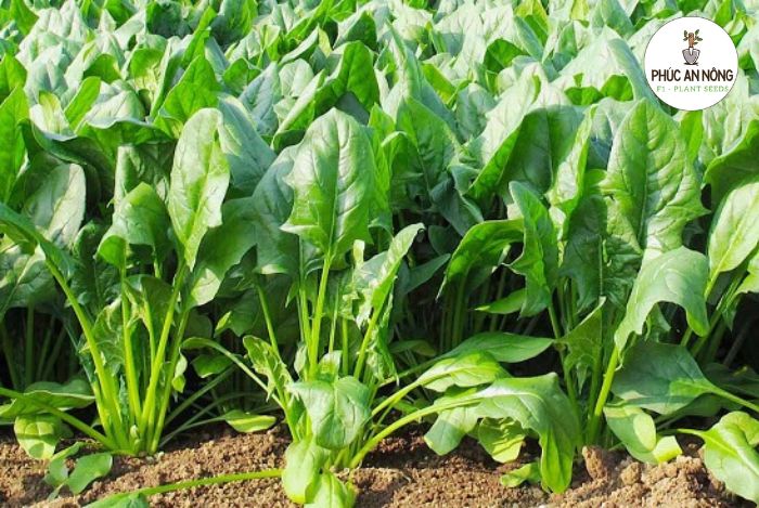 Cách chọn và trồng hạt giống giống cải bó xôi chịu nhiệt