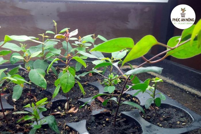 Cách trồng cây lá giang bằng hạt giống