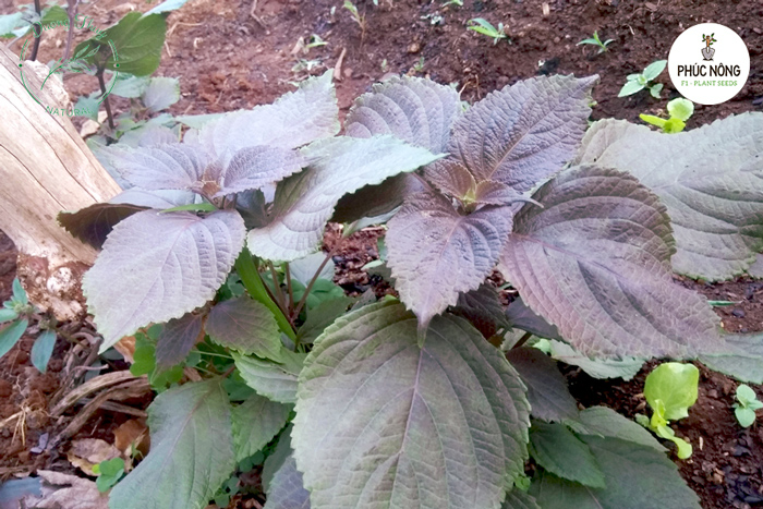 cách trồng tía tô từ hạt dễ nảy mầm