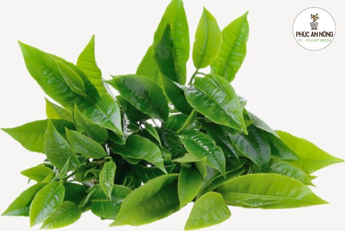 Kỹ thuật trồng cây trà xanh trong chậu bằng hạt giống