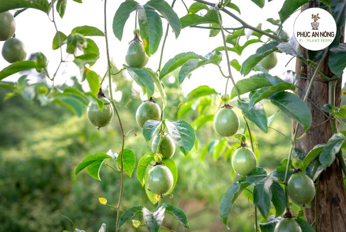 Cách trồng chanh dây từ hạt giống