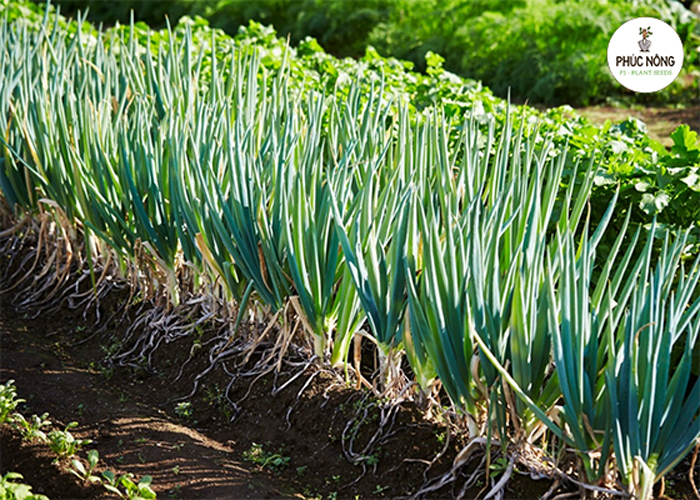 Cách gieo trồng hành lá bằng hạt giống ngay tại nhà