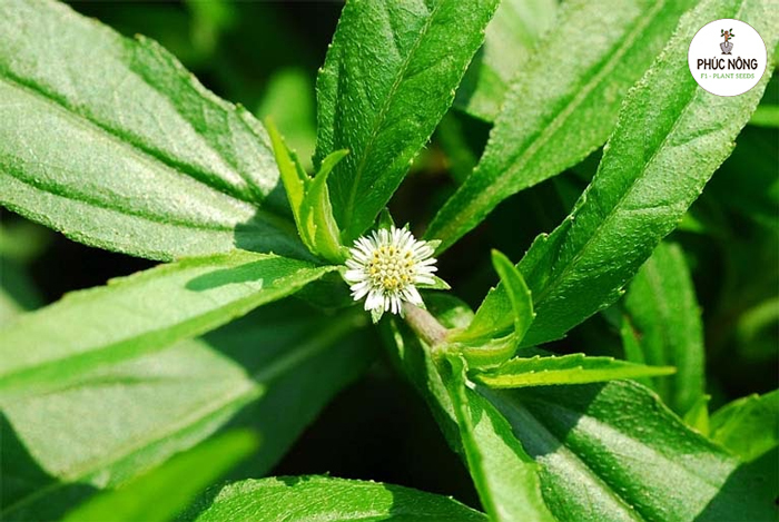 Hướng dẫn cách trồng hạt giống cây cỏ mực tại nhà