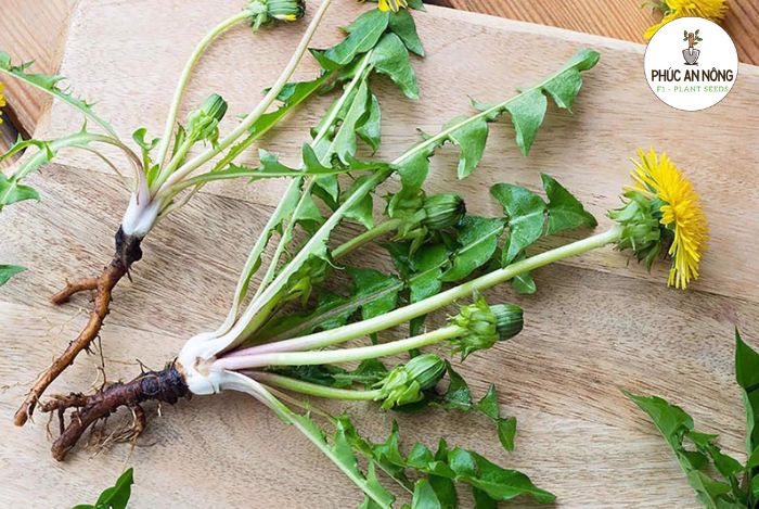 Cách trồng hạt giống cây hoa bồ công anh vàng 