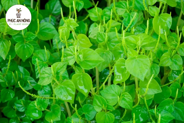 Cách trồng hạt giống rau càng cua