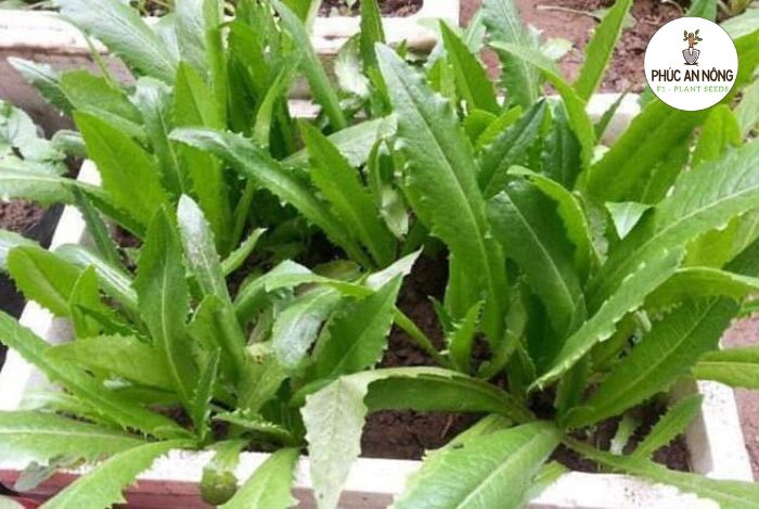 Kỹ thuật và cách trồng rau diếp thơm tại nhà
