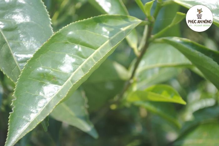 Hướng dẫn cách trồng trà xanh bằng cành đơn giản
