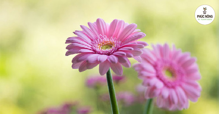 Hướng dẫn cách ươm hạt giống hoa đồng tiền nhanh nảy mầm