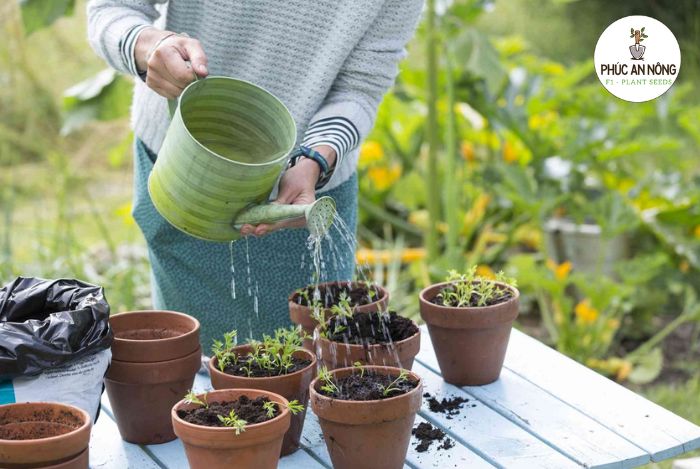 Cách Chăm sóc rau kinh giới trồng từ hạt giống