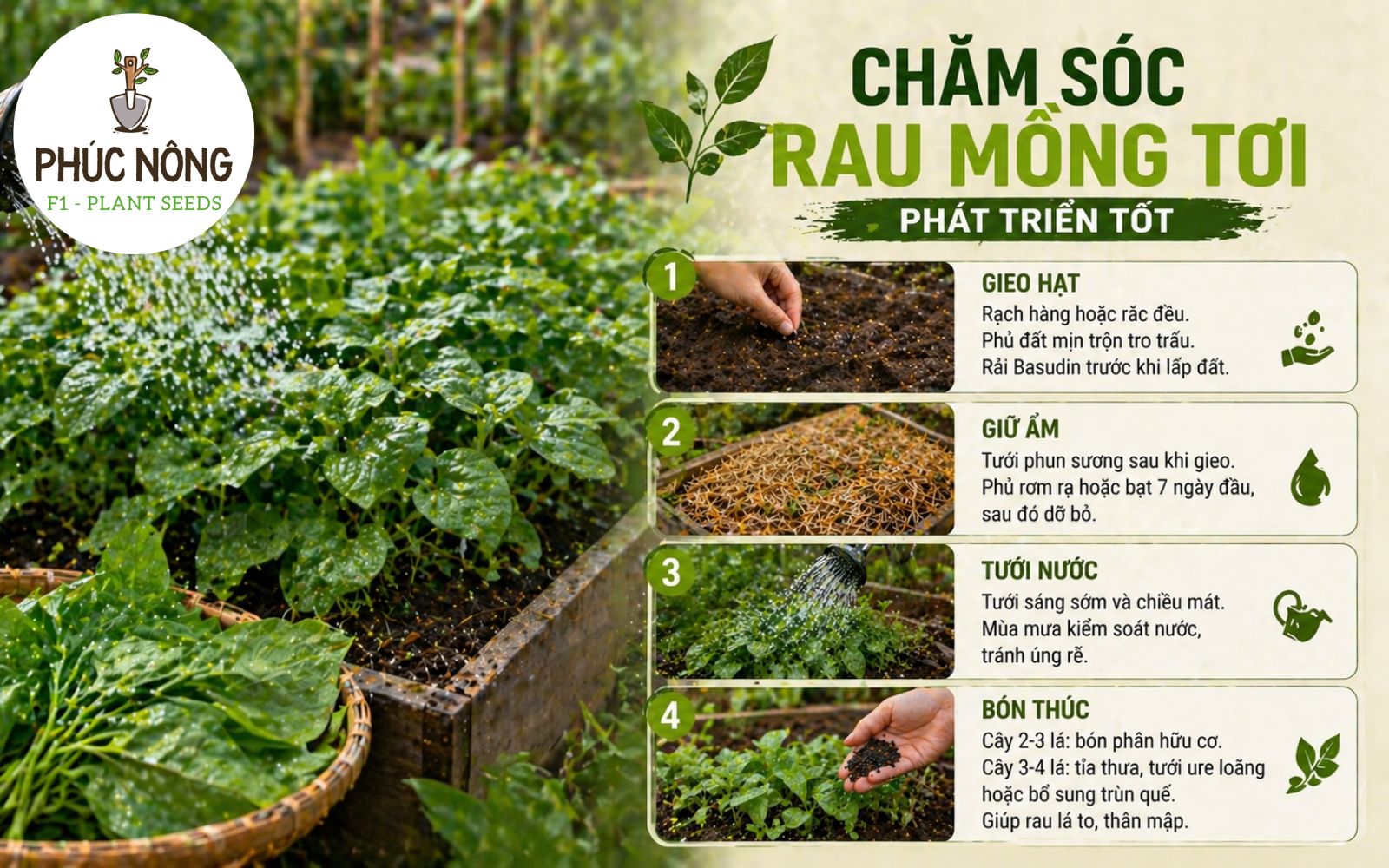 cần chăm sóc đúng cách để rau mồng tơi phát triển tốt