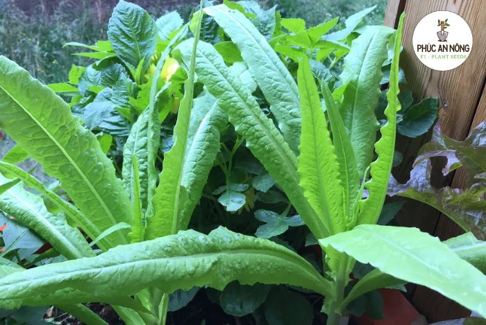 Chăm sóc rau diếp thơm trồng từ hạt giống