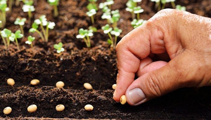 Các bước gieo hạt giống cây ăn trái