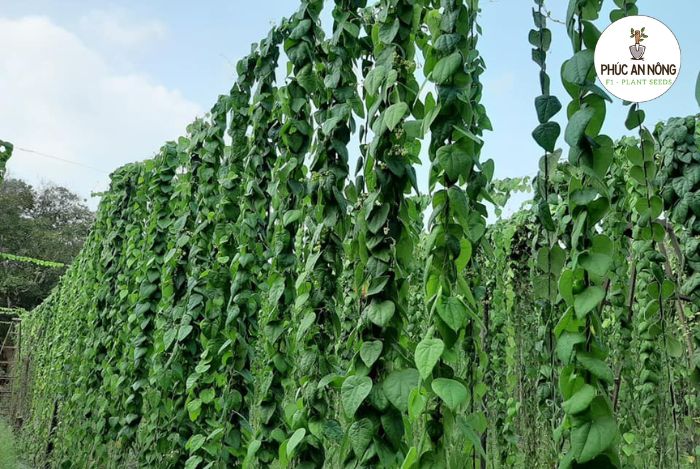 Cách gieo trồng và chăm sóc sương sâm lông trồng từ hạt giống