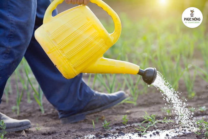 Tưới nước cho rau đay xanh 2 lần/ngày