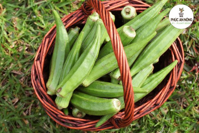 Chuẩn bị gieo trồng hạt giống đậu bắp xanh