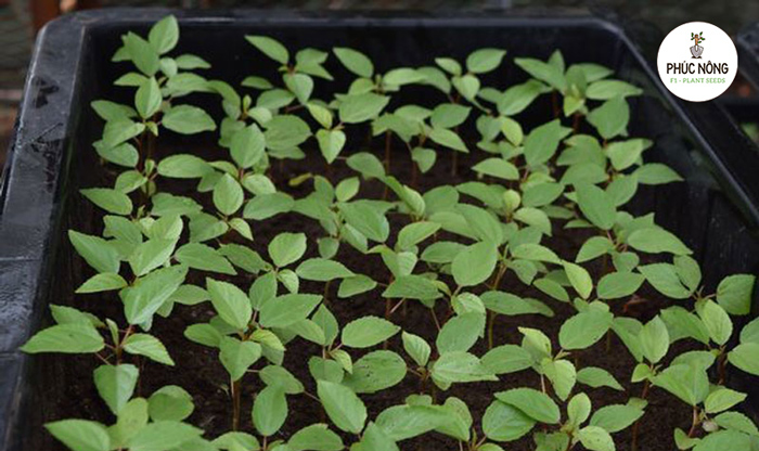 Chuẩn bị khay trồng, đất tơi xốp trồng hạt rau đay xanh