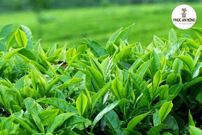 Công đoạn chuẩn bị gieo trồng hạt giống trà xanh