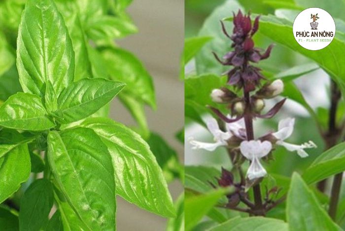 Chuẩn bị cách trồng cây lá é trắng
