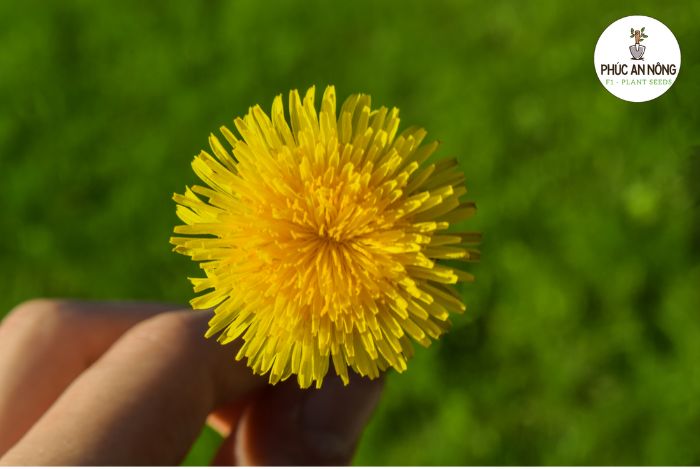 Công đoạn chuẩn bị trồng cây bồ công anh từ hạt giống