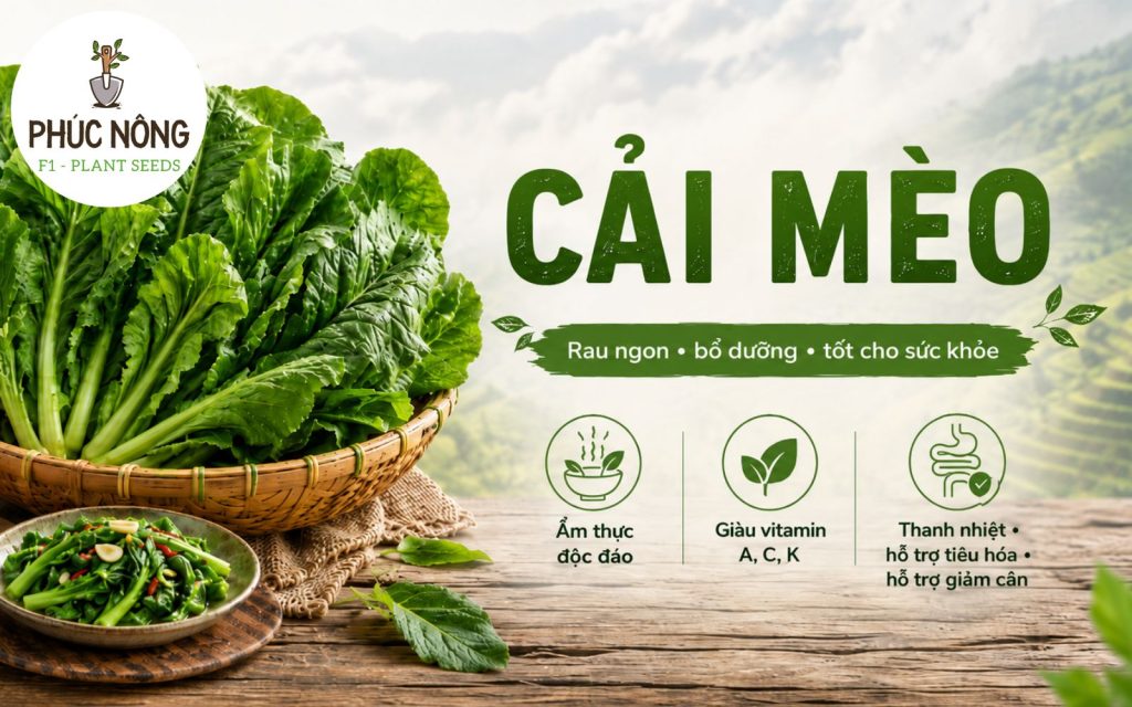 Công dụng của cây cải mèo