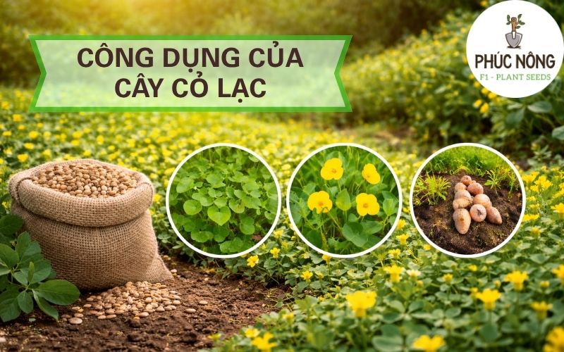 công dụng của cây cỏ lạc dại, cỏ đậu phộng