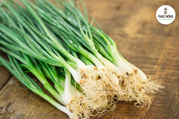 Hành lá mang lại nhiều công dụng cho sức khỏe