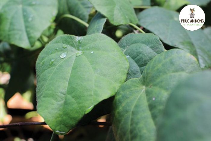 Tác dụng của lá sương sâm lông rừng