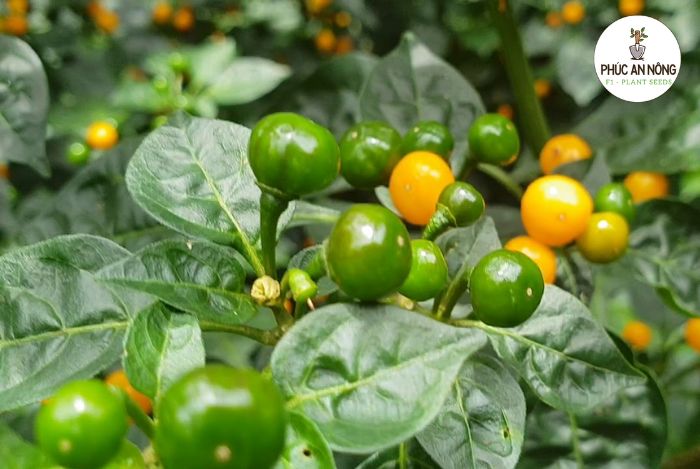 Công dụng của ớt Aji Charapita - giống ớt mắc nhất thế giới