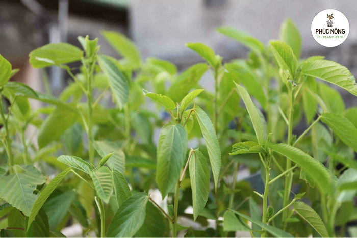 Hạt giống rau đay có nhiều công dụng cho sức khoẻ