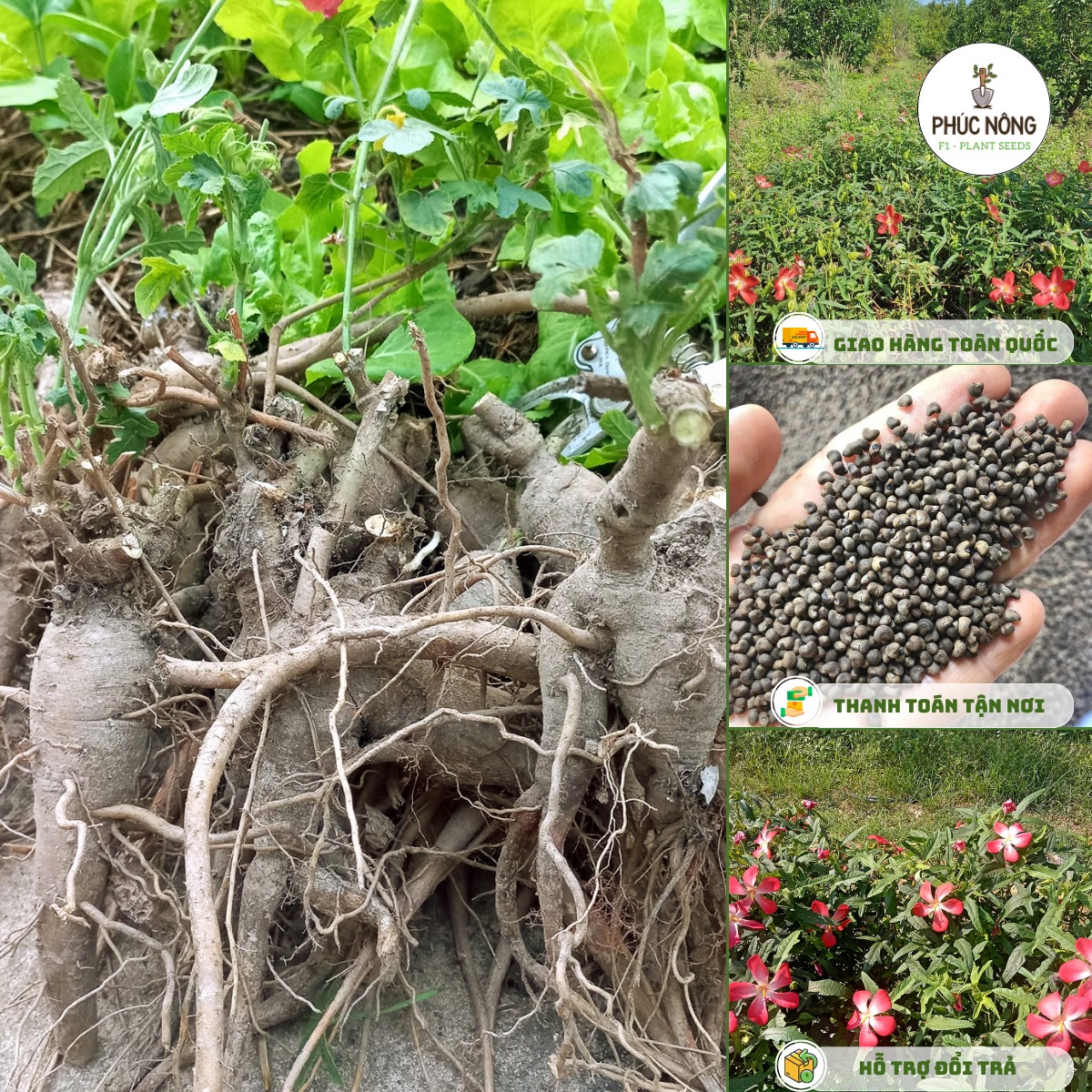 Cây sâm bố chính có nhiều công dụng cho sức khỏe