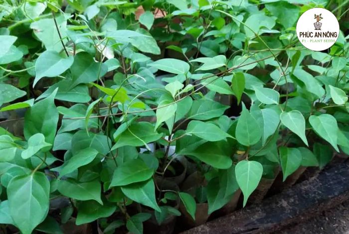 Những công dụng của cây lá giang đối với sức khỏe con người